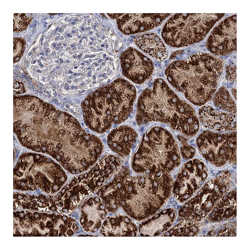 Atlas Antibodies Anti-ABHD10 Antibody