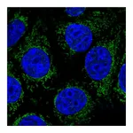 Atlas Antibodies Anti-ABHD11 Antibody