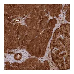 Atlas Antibodies Anti-ABHD14B Antibody
