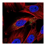 Atlas Antibodies Anti-ABHD14A Antibody