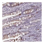 Atlas Antibodies Anti-ABHD16B Antibody