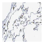 Atlas Antibodies Anti-ABHD3 Antibody