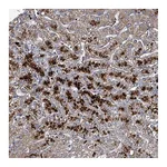 Atlas Antibodies Anti-ABHD18 Antibody