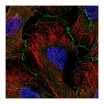 Atlas Antibodies Anti-ABI1 Antibody