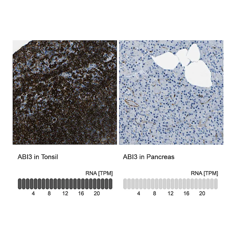 Atlas Antibodies Anti-ABI3 Antibody