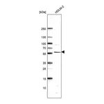 Atlas Antibodies Anti-ABI1 Antibody