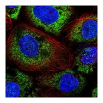 Atlas Antibodies Anti-ABR Antibody