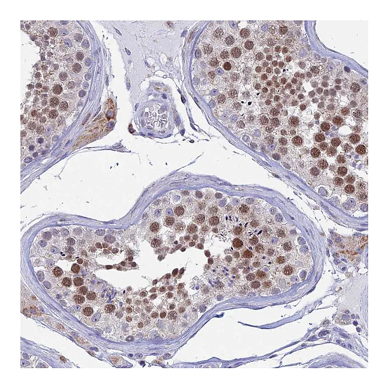 Atlas Antibodies Anti-AC004381.6 Antibody