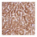 Atlas Antibodies Anti-ACAA2 Antibody