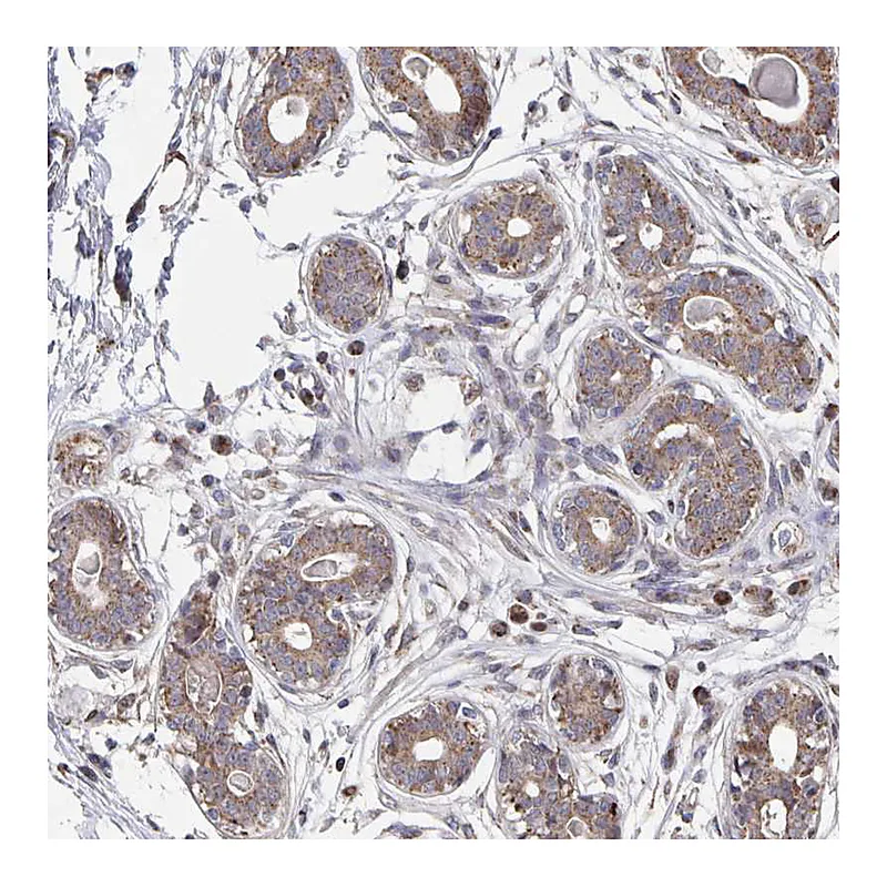 Atlas Antibodies Anti-ACACA Antibody