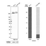 Atlas Antibodies Anti-ACACA Antibody