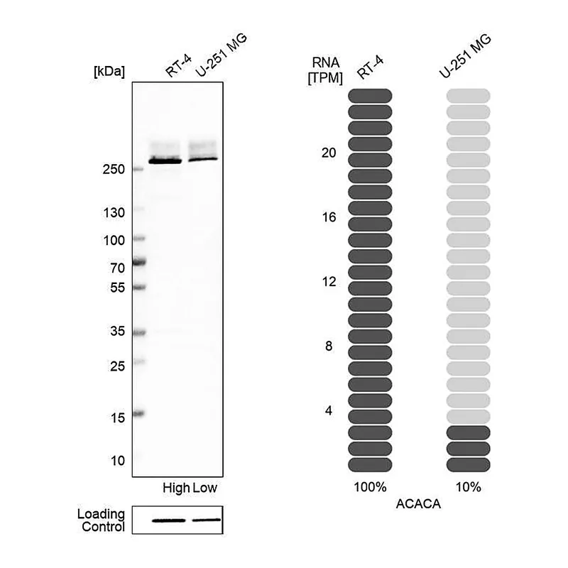Atlas Antibodies Anti-ACACA Antibody