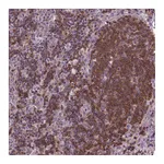 Atlas Antibodies Anti-ACAD10 Antibody