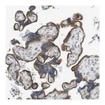Atlas Antibodies Anti-ACBD3 Antibody