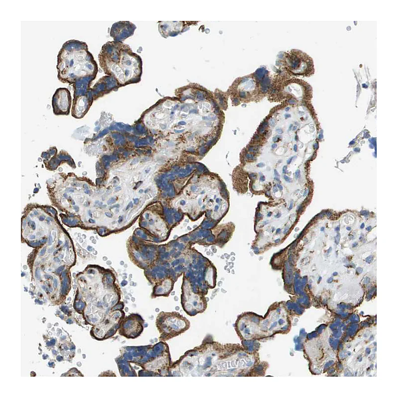 Atlas Antibodies Anti-ACBD3 Antibody