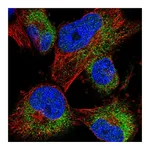 Atlas Antibodies Anti-ACBD7 Antibody