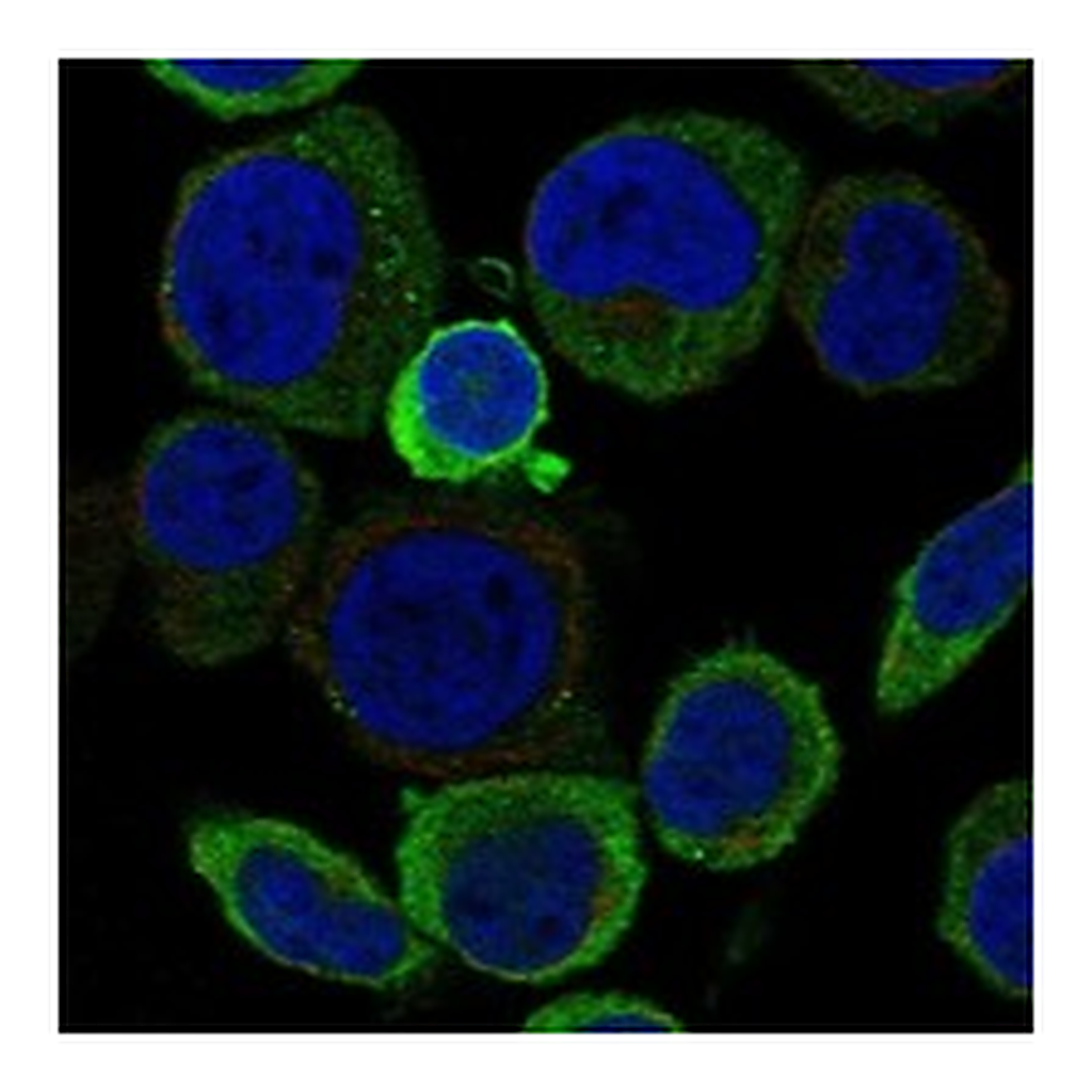 Atlas Antibodies Anti-ACCSL Antibody