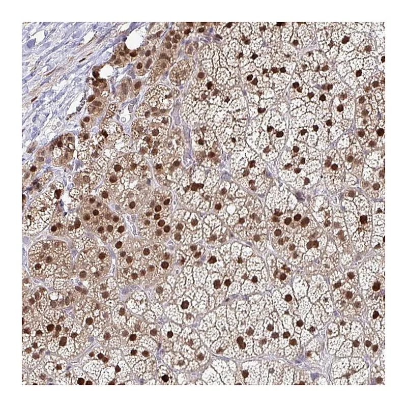 Atlas Antibodies Anti-ACD Antibody