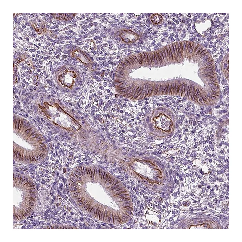 Atlas Antibodies Anti-ACER3 Antibody