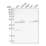 Atlas Antibodies Anti-ACKR3 Antibody