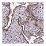 Atlas Antibodies Anti-ACKR3 Antibody