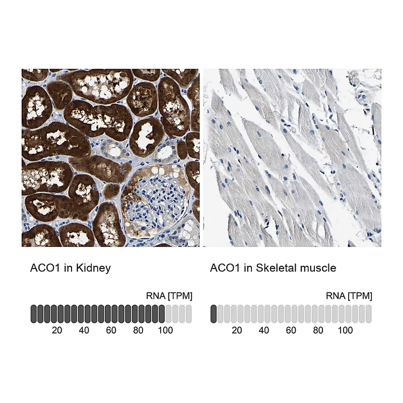 Atlas Antibodies Anti-ACO1 Antibody