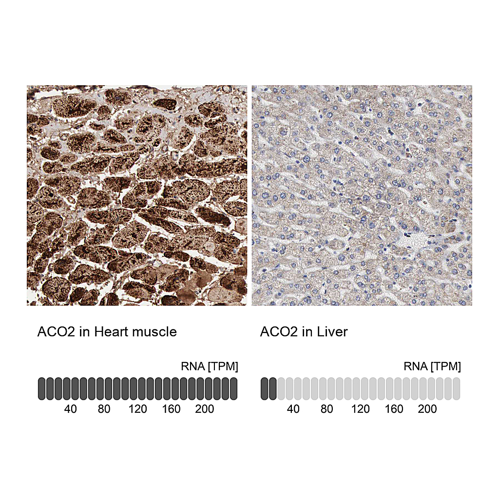 Atlas Antibodies Anti-ACO2 Antibody