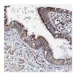 Atlas Antibodies Anti-ACOT9 Antibody