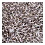 Atlas Antibodies Anti-ACOX1 Antibody
