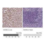 Atlas Antibodies Anti-ACOX2 Antibody
