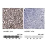 Atlas Antibodies Anti-ACOX2 Antibody