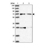 Atlas Antibodies Anti-ACOX3 Antibody