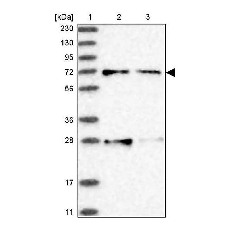 Atlas Antibodies Anti-ACOX3 Antibody