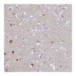 Atlas Antibodies Anti-ACP7 Antibody