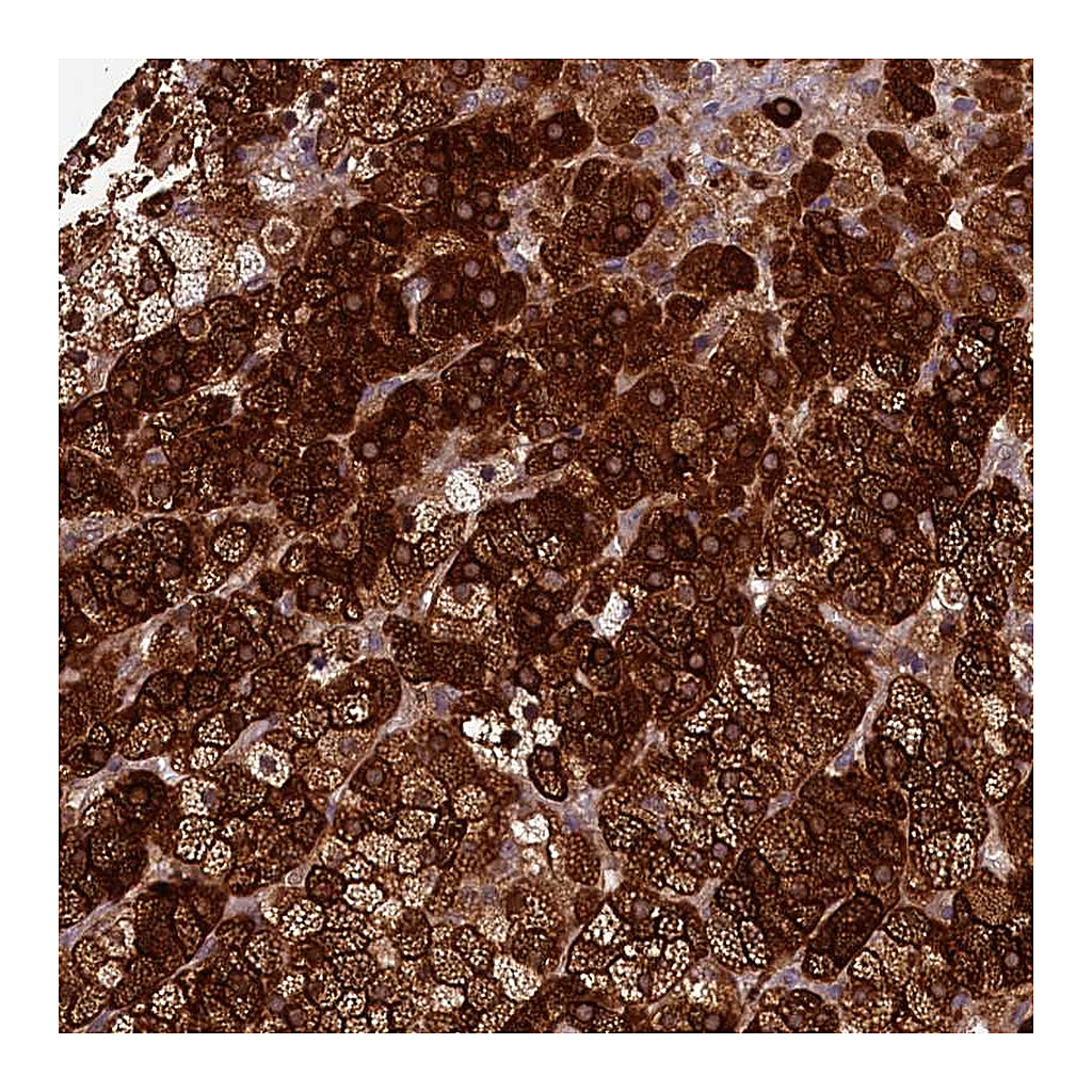 Atlas Antibodies Anti-ACSBG1 Antibody
