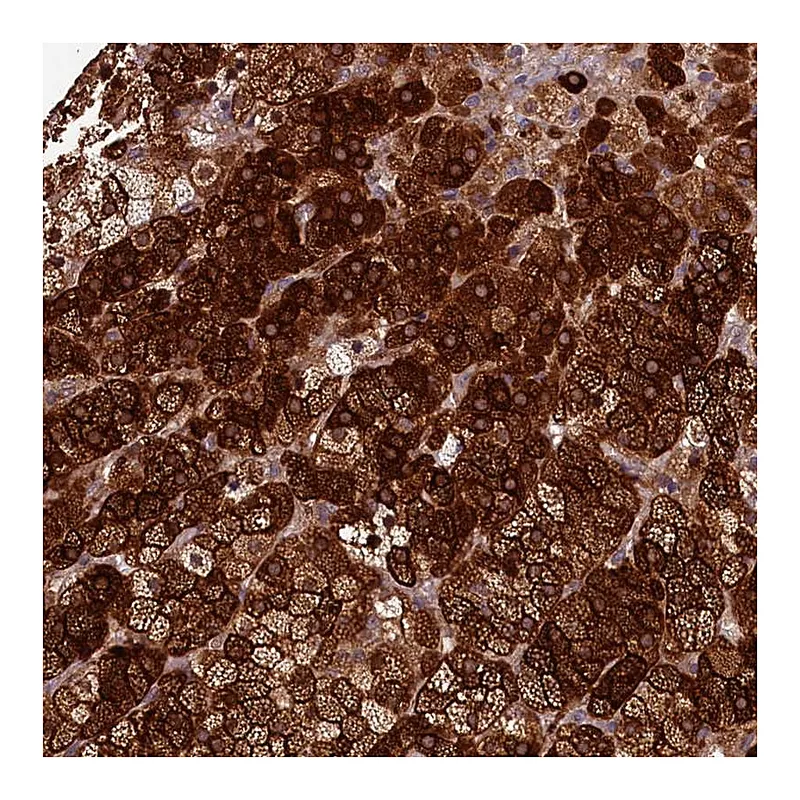 Atlas Antibodies Anti-ACSBG1 Antibody