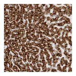 Atlas Antibodies Anti-ACP6 Antibody