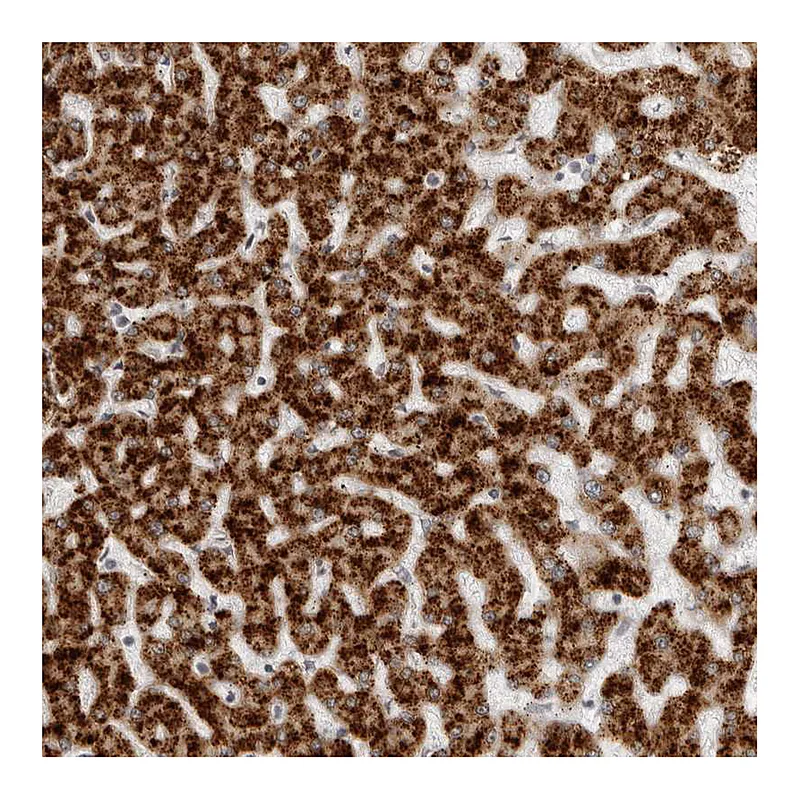 Atlas Antibodies Anti-ACP6 Antibody