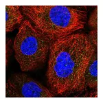 Atlas Antibodies Anti-ACOXL Antibody