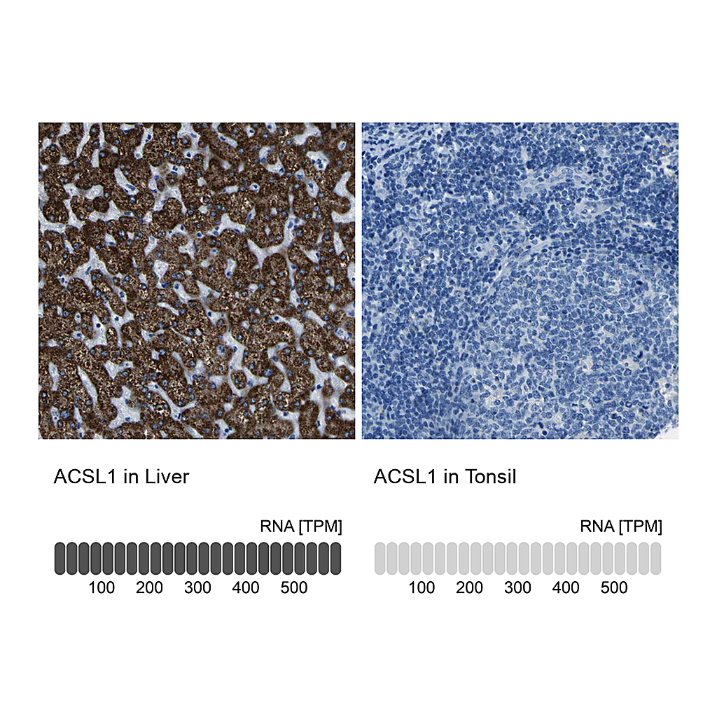 Atlas Antibodies Anti-ACSL1 Antibody