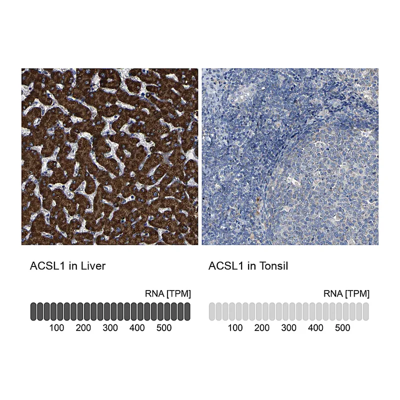 Atlas Antibodies Anti-ACSL1 Antibody