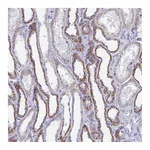 Atlas Antibodies Anti-ACSM1 Antibody