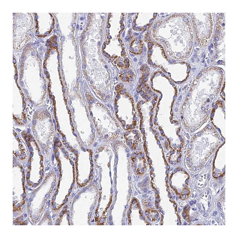 Atlas Antibodies Anti-ACSM1 Antibody