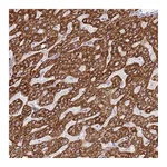 Atlas Antibodies Anti-ACSM4 Antibody