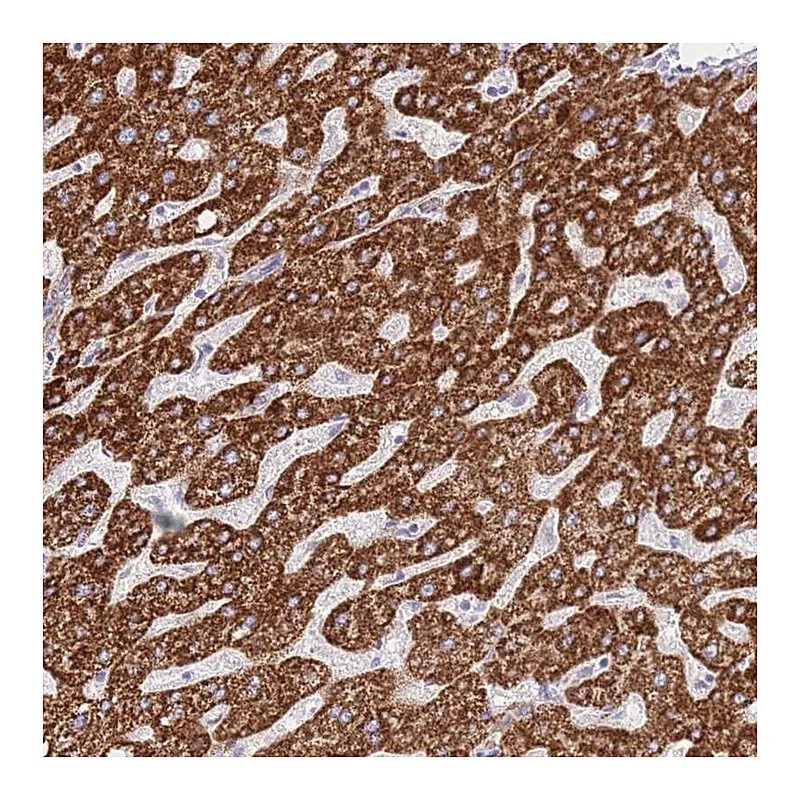 Atlas Antibodies Anti-ACSM4 Antibody