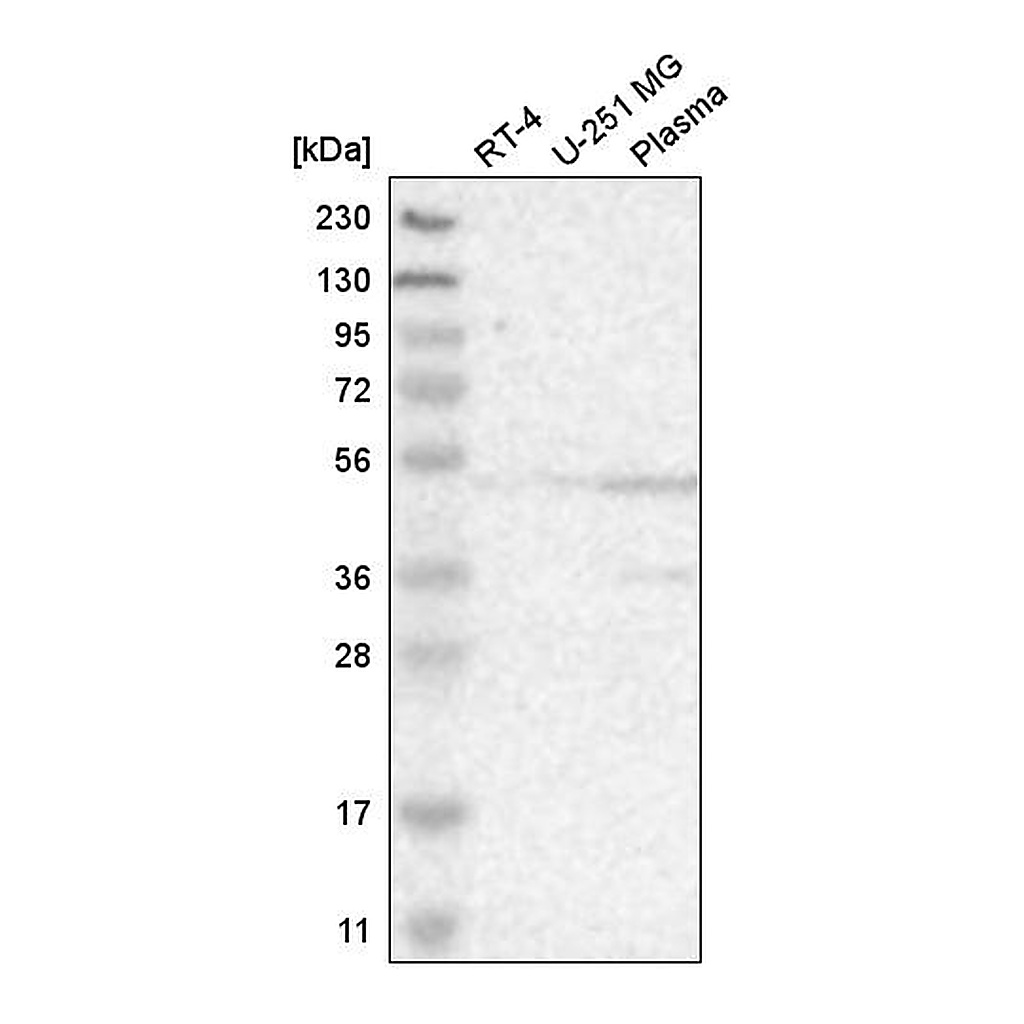 Atlas Antibodies Anti-ACTL6A Antibody