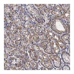 Atlas Antibodies Anti-ACTB Antibody