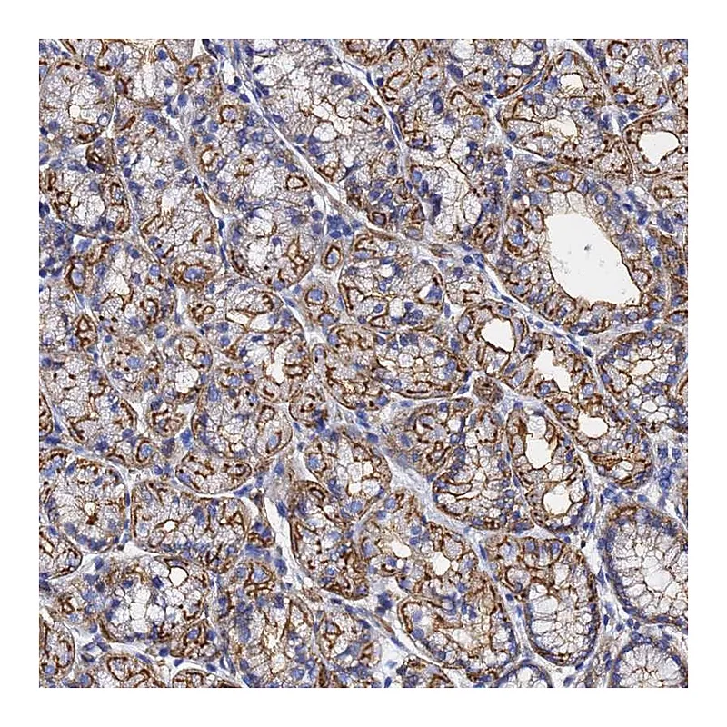 Atlas Antibodies Anti-ACTB Antibody