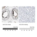 Atlas Antibodies Anti-ACTL7B Antibody