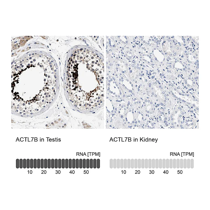 Atlas Antibodies Anti-ACTL7B Antibody
